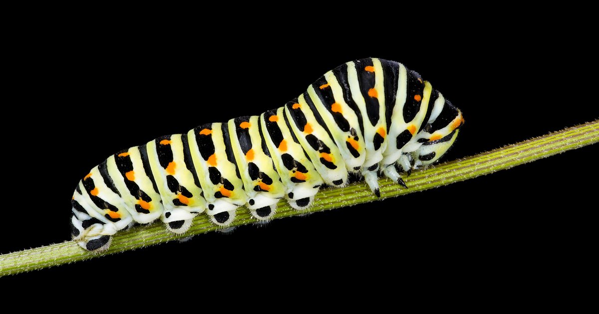 Caterpillar