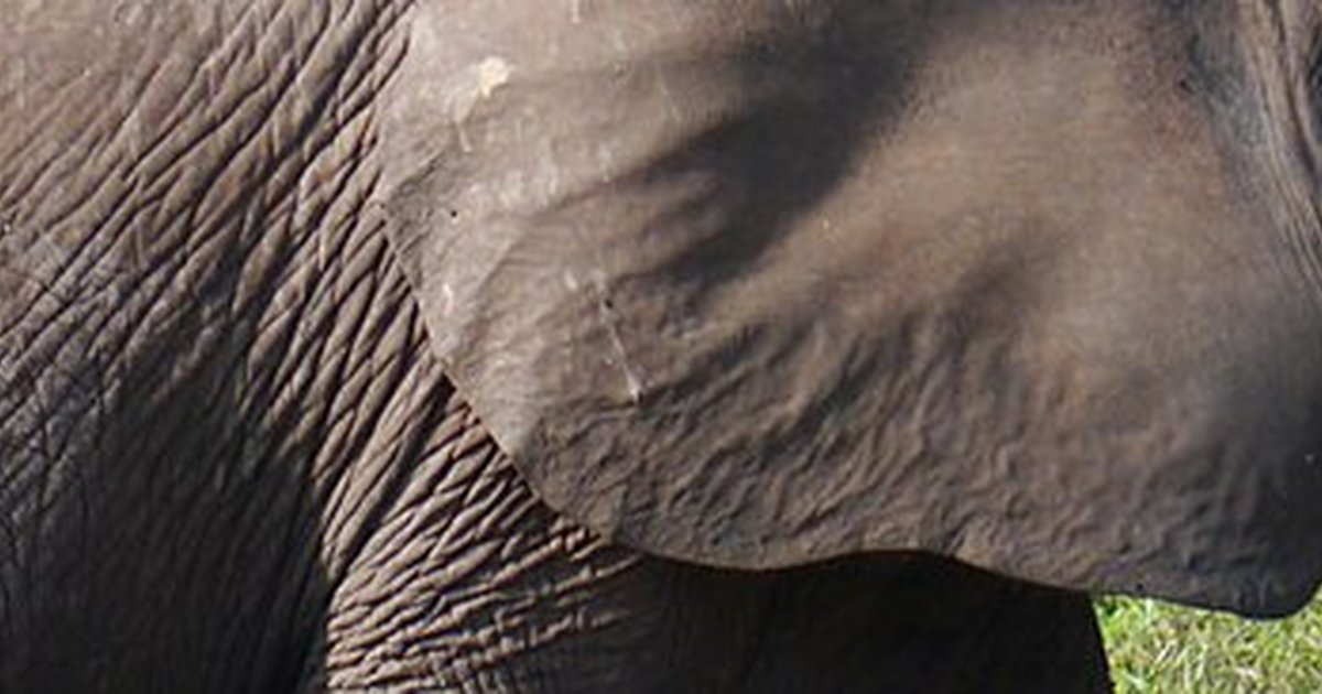 Central African Republic