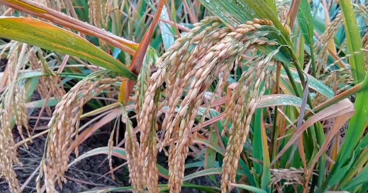 Rice