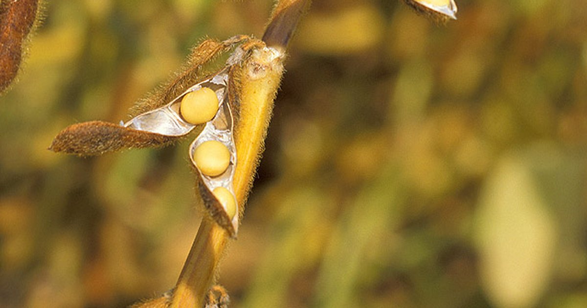 Soybeans