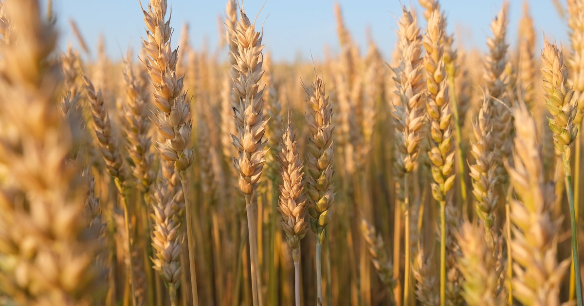 Wheat